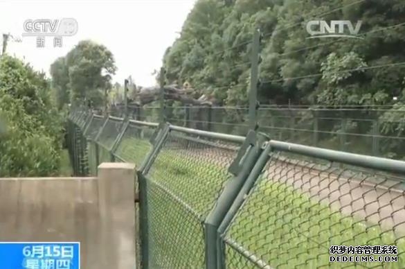 家跟学校一墙之隔 路不通有学生翻墙上学